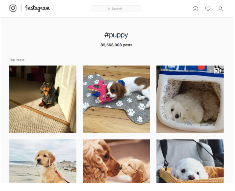 Instagram Hashtag Tracking - Puppy